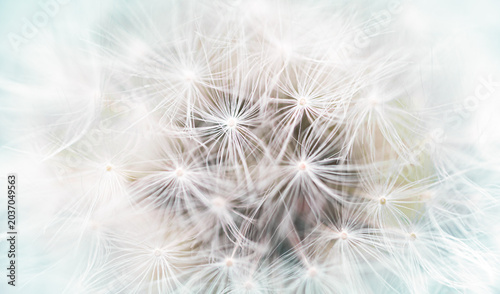 Foto Macro background of dandelion seeds with soft selective focus
