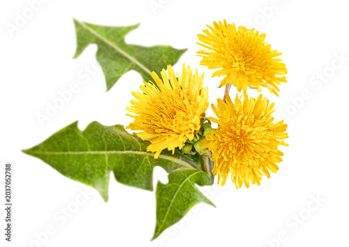 Dandelion flowers with leaves on a white isolated background, top view