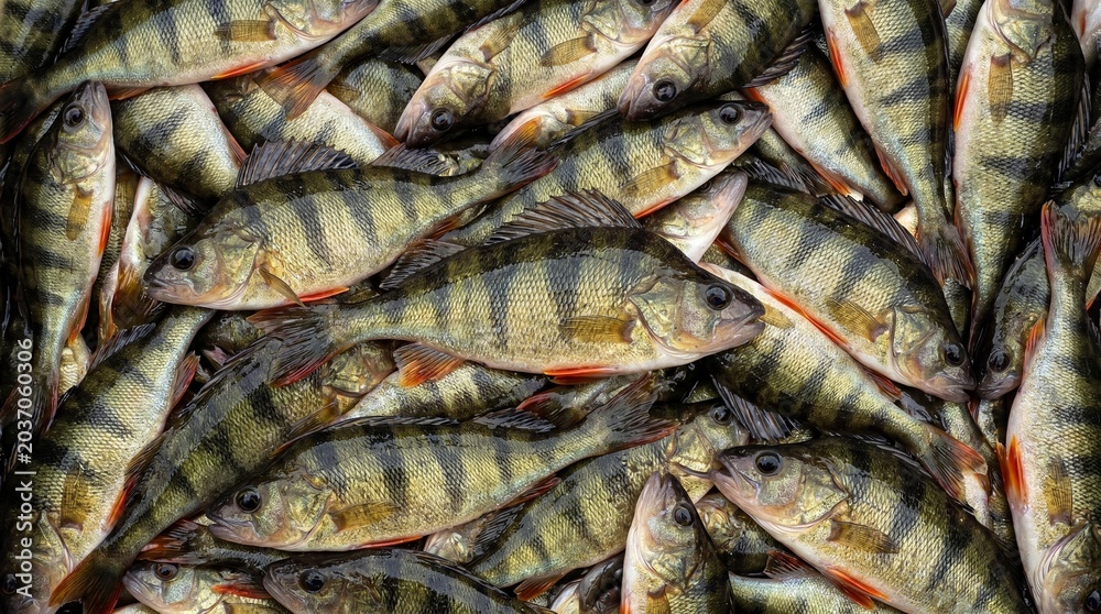 Obraz premium A large pile of freshly caught yellow perch fish with dark vertical stripes and orange fins