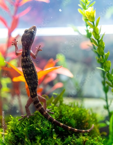 Small lizard on green moss aquarium.
