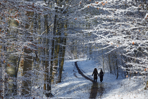 Forest of Rude skov in Denmark  in winter