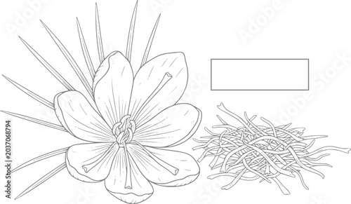 Tableau sur toile Saffron flower and threads a delicate botanical