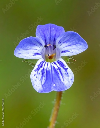 Close-up of blue flower petals.