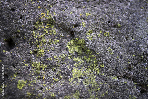 Close-up view of green lichen growing on a rough stone surface