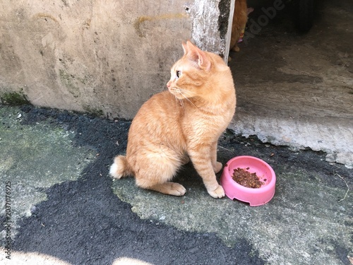 Bild auf Leinwand A beautiful ginger cat with American bob tail sits next to a pink bowl of cat food on a dark surface