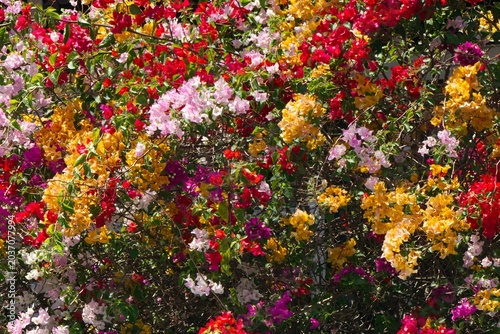 Фотография Multicoloured Bougainvillaea flowers
