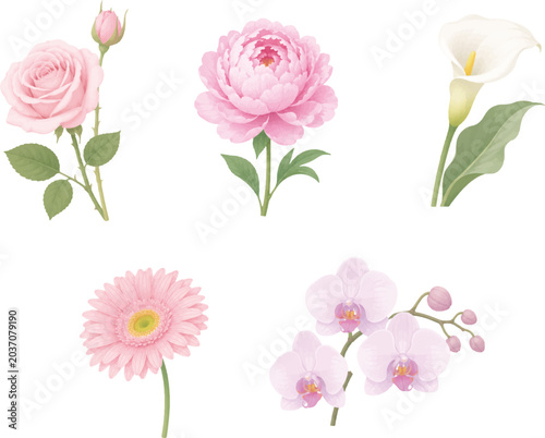 Watercolor floral vector set, elegant pink rose peony calla lily orchid flower elements isolated on white background