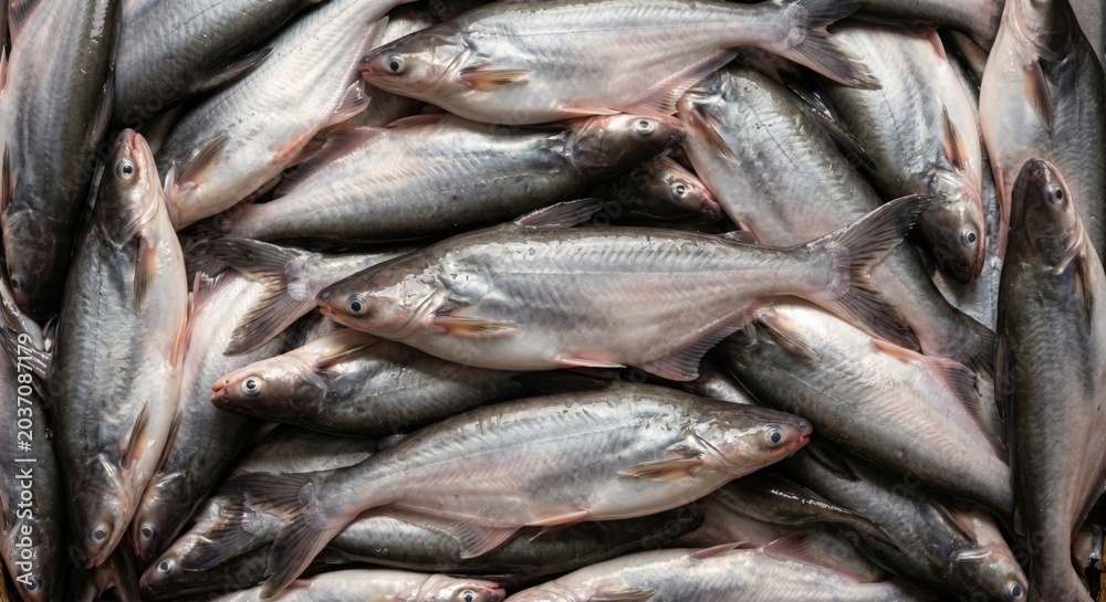 Obraz premium Fresh raw catfish stacked together in a market display for culinary preparation showing silver scales and smooth skin textures in a high angle overhead view