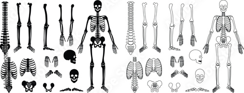 Human skeleton icon set collection group isolated on transparent background in black and fat style, anatomy bones illustration, skull rib cage spine pelvis arm leg foot medical vector bundle design