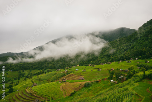 ecology travel with camping outdoor relax in rice field at chiangmai thailand in raining season
