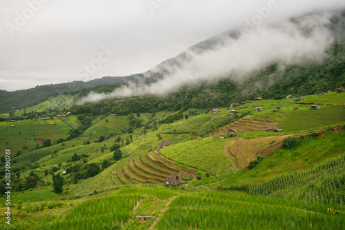 ecology travel with camping outdoor relax in rice field at chiangmai thailand in raining season