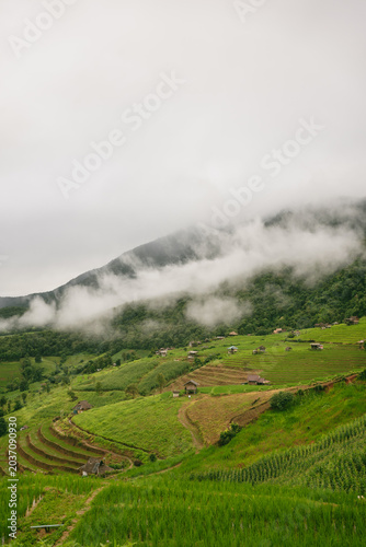 ecology travel with camping outdoor relax in rice field at chiangmai thailand in raining season