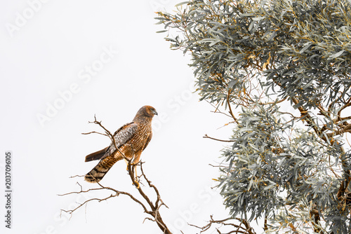 Spotted Harrier in South Australia