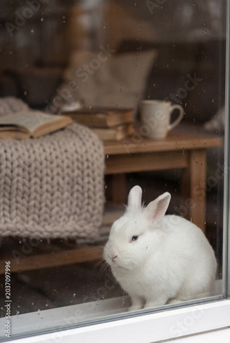 White rabbit sitting by a window in a cozy room with book, mug, and knitted blanket