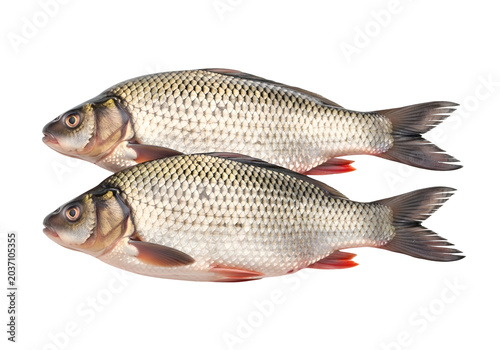 Fresh raw whole carp fish on white background for culinary preparation on white background , Isolated on Transparent Background, PNG, Generative AI