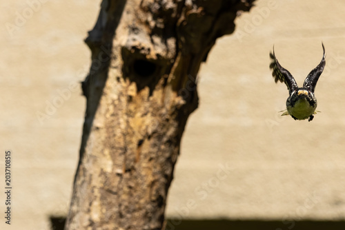 Nuttall's woodpecker flying out of nest 