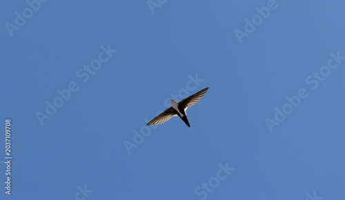 white-throated swift flying up in the sky
