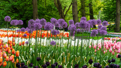 Foto Allium and Tulip Border in Keukenhof Park