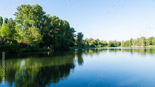 Forest Reflection in the Moselle River