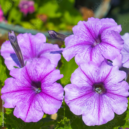 Purple petunias in flowerbed