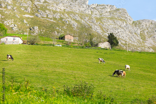 Cows grazing in green valley in Asturias