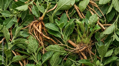 Freshly harvested ashwagandha roots and green leaves laid flat for drying in a natural rural setting providing traditional ayurvedic herbal medicine ingredients