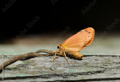 Photos 小型で黒紋入りオレンジ色のかわいいベニヘリコケガ蛾成虫（日本アウトドアフィールド昆虫生態マクロ撮影）