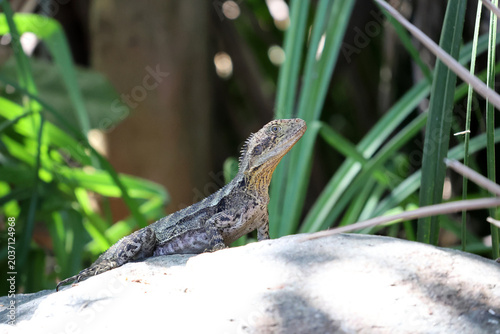 An Australian water dragon sitting on a sunny rock surrounded by green garden plants