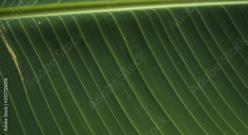 Close-up of green leaf texture.