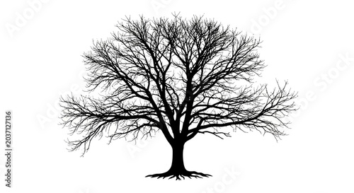 Bare tree silhouette with exposed roots on white background symbolizing nature and seasons
