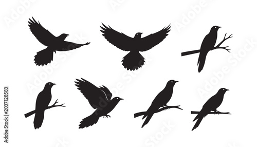 Bild auf Leinwand black and white silhouette set of Common cuckoo very high quality vector illustration