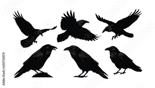 Tableau sur toile black and white silhouette set of Crows very high quality vector illustration