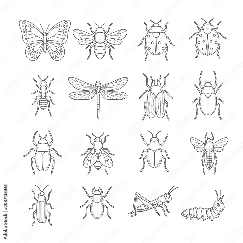 Fototapeta premium Insects Butterflies Beetles Dragonflies Bugs.