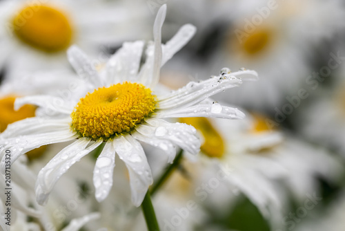 Schilderij op canvas Raindrops on daisy petals, selective focus