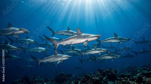 Large school of silver hammerhead sharks swimming in unison through deep blue ocean underwater scene