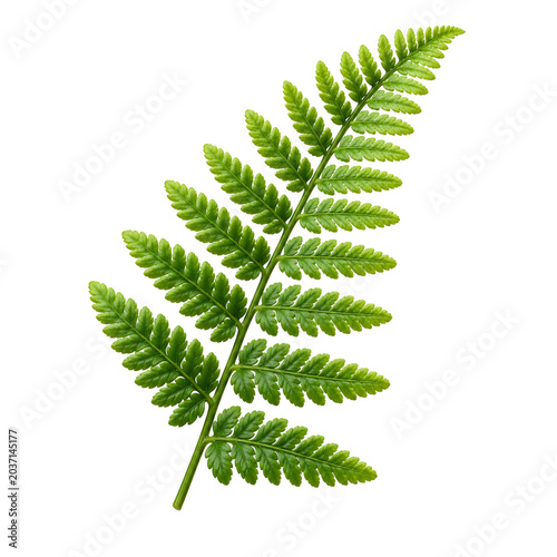Fresh Green Fern Leaf Isolated on White Background