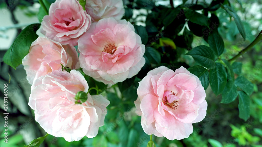 Fototapeta premium Beautiful Bonica 82 Floribunda Roses with Fresh Green Leaves