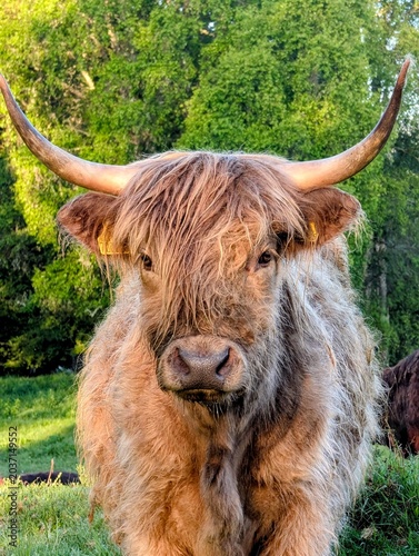 scottish highland cow in a field