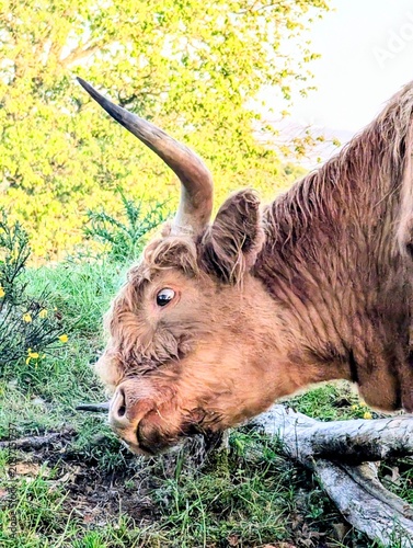 Highland cow in a field