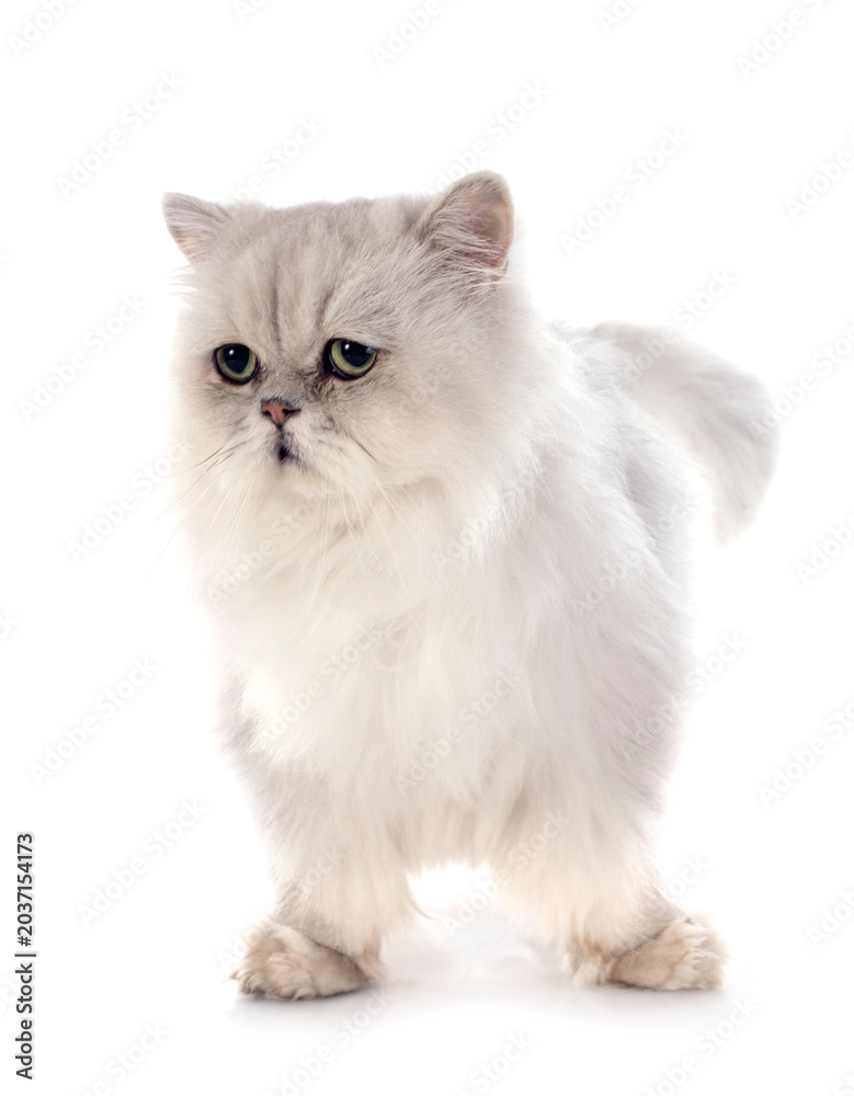 Fototapeta premium white persian cat