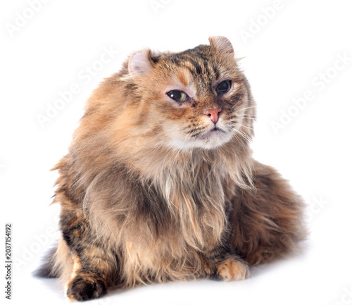 Valokuva american curl cat
