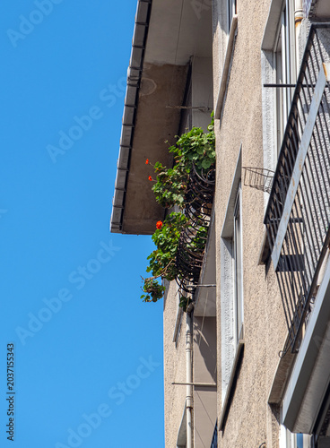 Flowers in pots on the apartment balcony.
