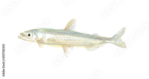 Vászonkép Watercolor illustration of Japanese smelt on transparent background