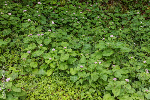 Photos Valeriana pyrenaica