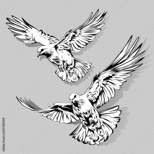 vector illustration of a bird