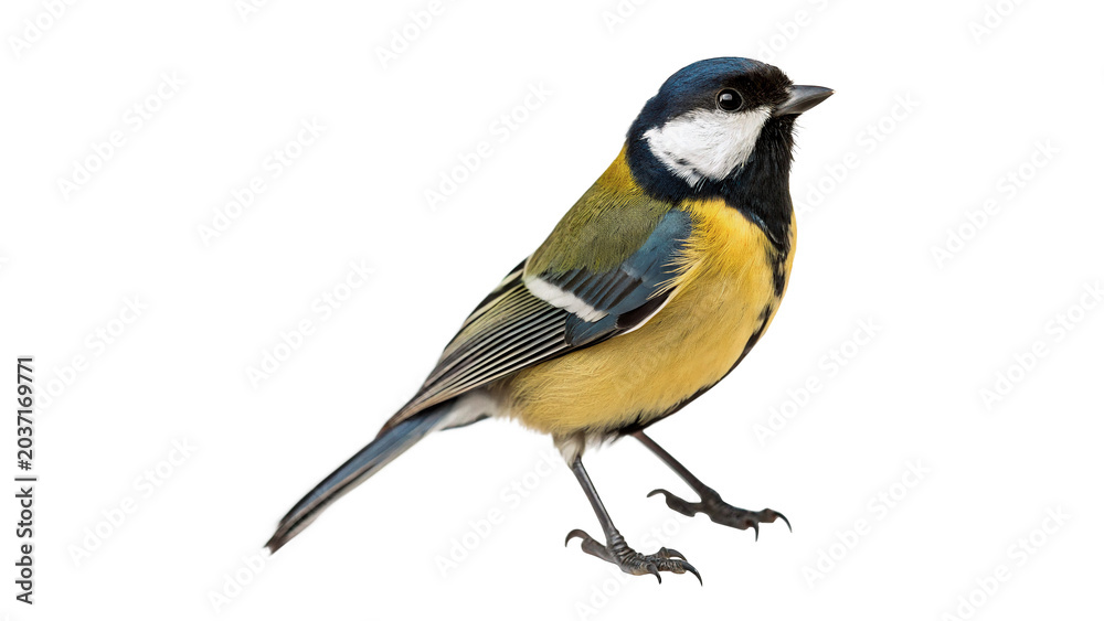 Obraz premium Small wild great tit bird perched standing profile view isolated on transparent background