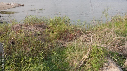Lakeside grass and shoreline vegetation close up video