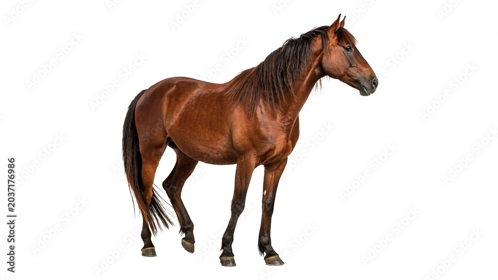 Obraz premium Strong brown race horse running full length profile isolated on transparent background