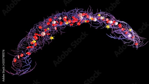 Fotografi Fibrin is a tough, insoluble fibrous protein that acts as the essential structural backbone of a blood clot, forming a mesh that traps platelets and blood cells to seal damaged vessels