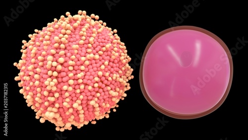 Tableau sur toile The human ovum is a large, spherical, non-motile cell measuring about \(120 \text{ } \mu \text{m}\) in diameter